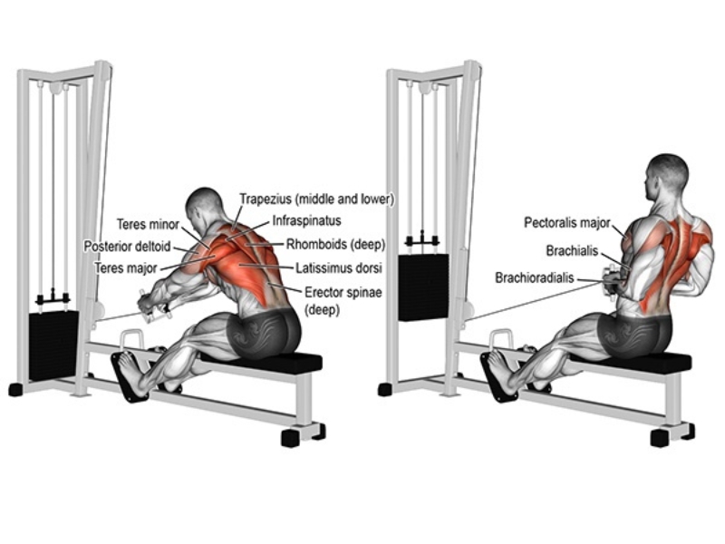 Seated cable row workout